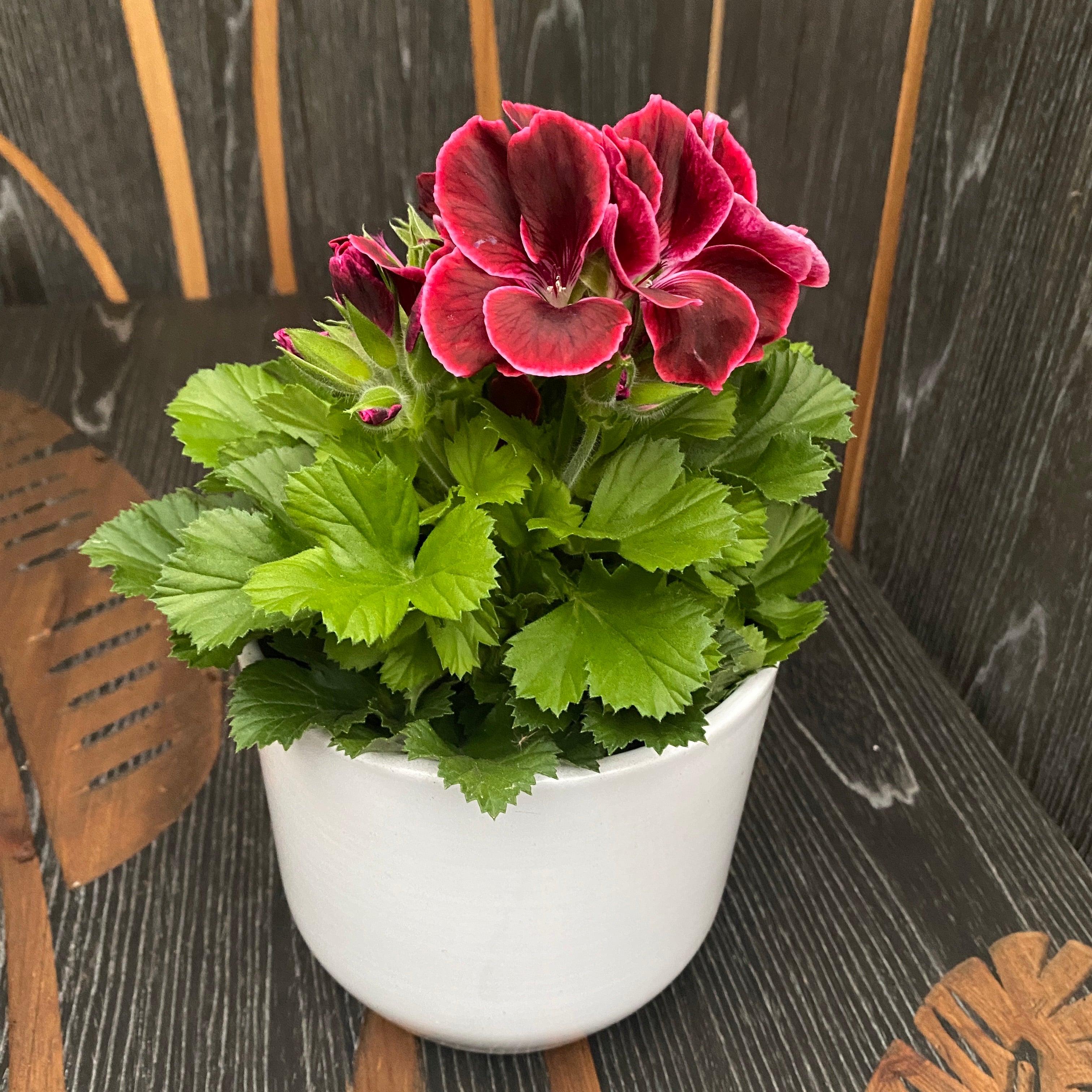 Pelargonium Grandiflorum Don Leo - muscate englezesti