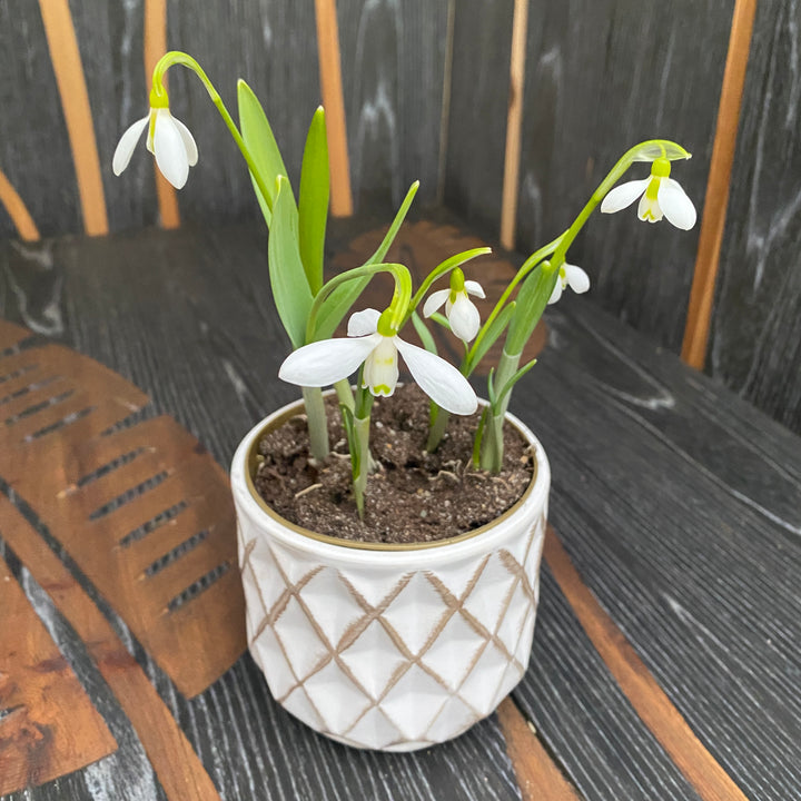 Galanthus elwesii 'Mount Everest'