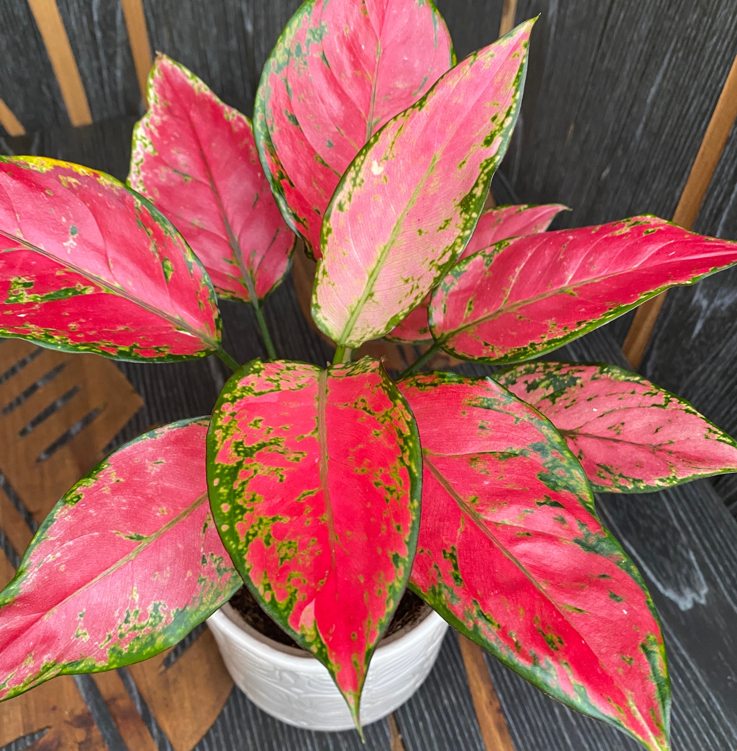 Aglaonema Cherry Baby