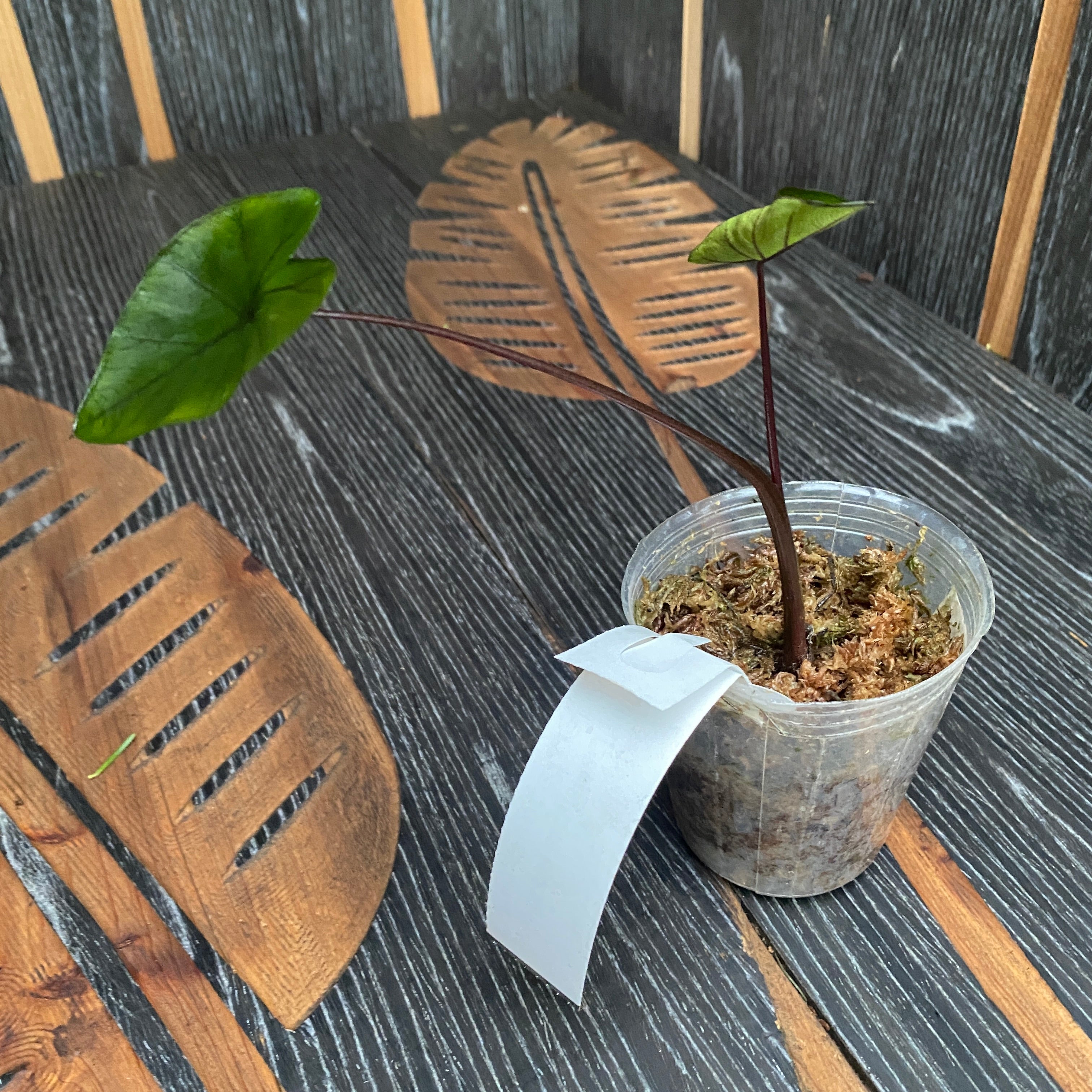 Colocasia esculenta 'Painted Black' (Gecko Series)
