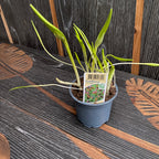 Fritillaria 'uva-vulpis' (Fuchstrauben-Kiebitzei)