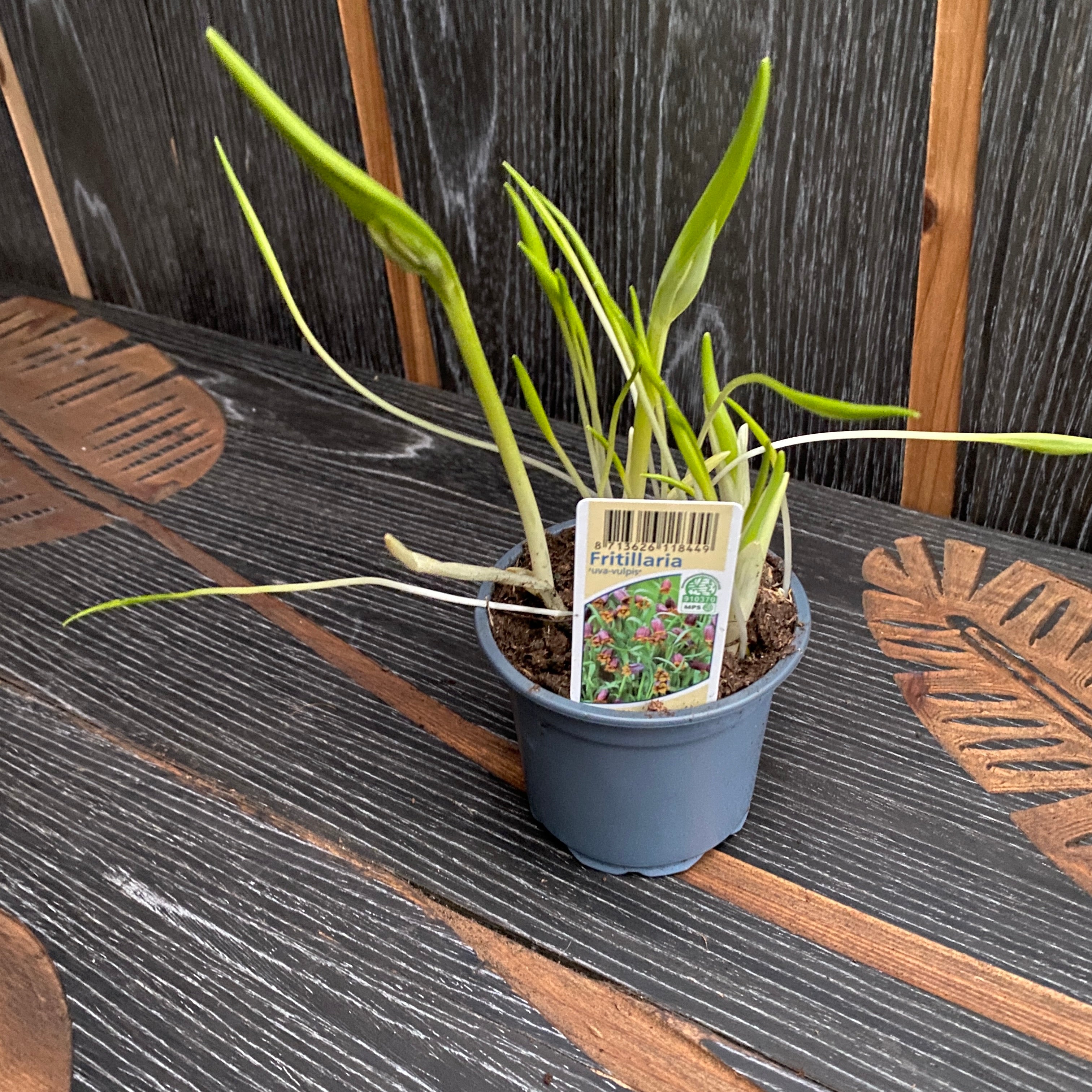 Fritillaria 'uva-vulpis' (Fox's Grape Fritillary)