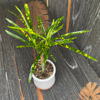 Кротон Кодиум вариегатум 'Пиктум Спот' * бебешко растение