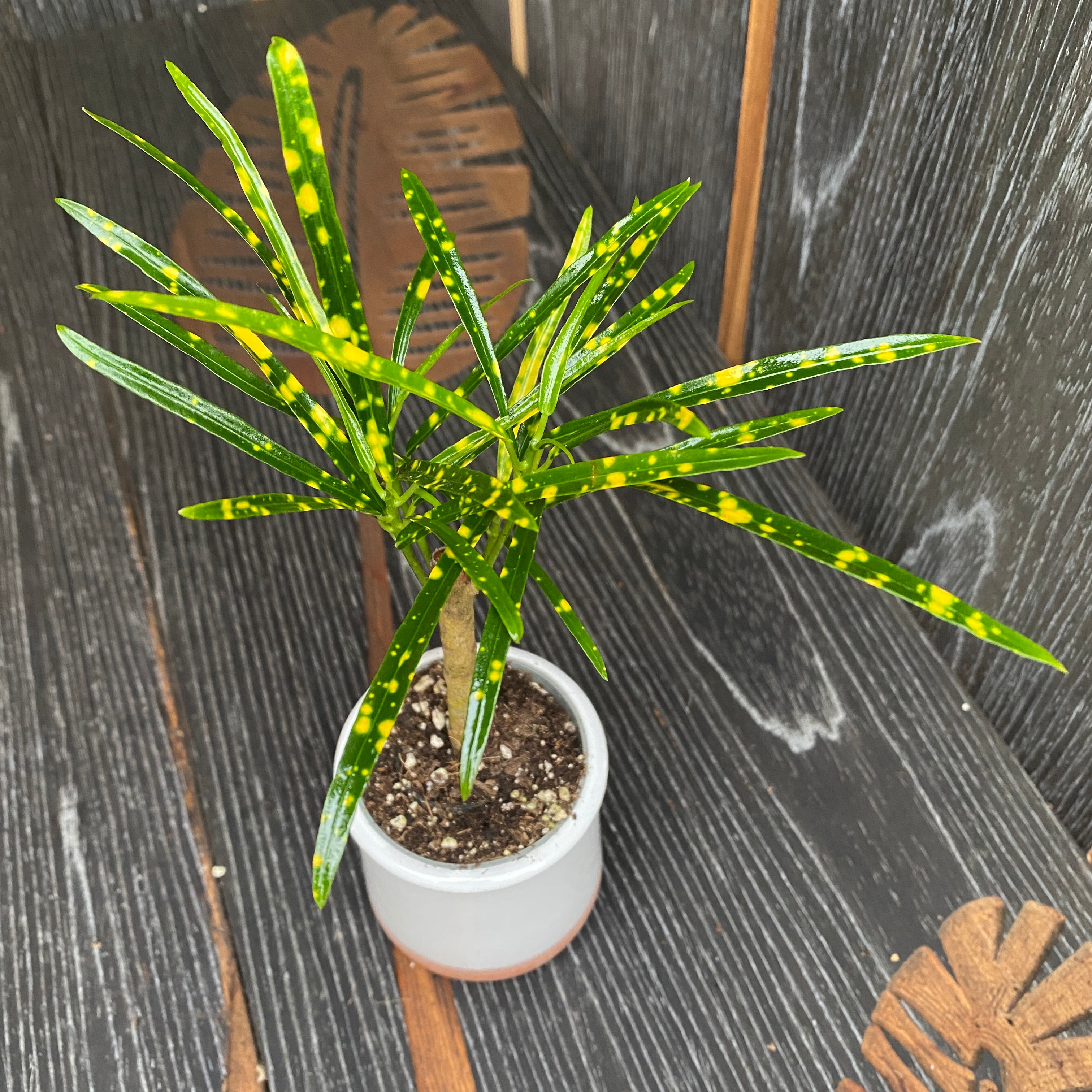Croton Codiaeum variegatum 'Pictum Spot' * babyplant