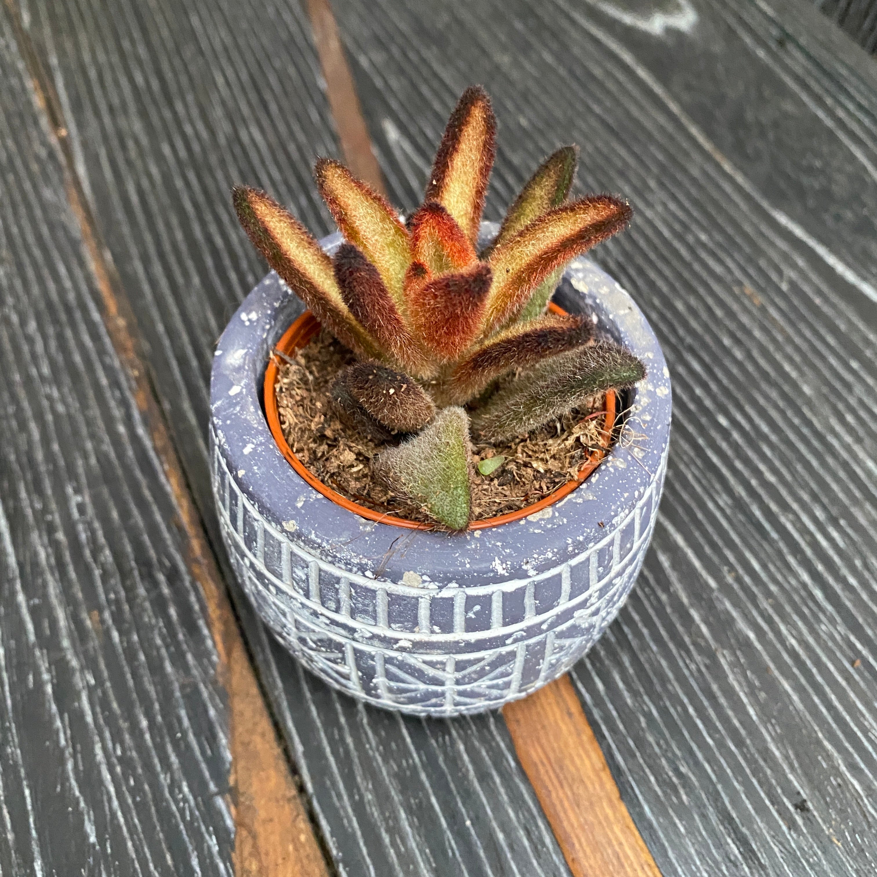Kalanchoe tomentosa cv. Chocolate Soldier