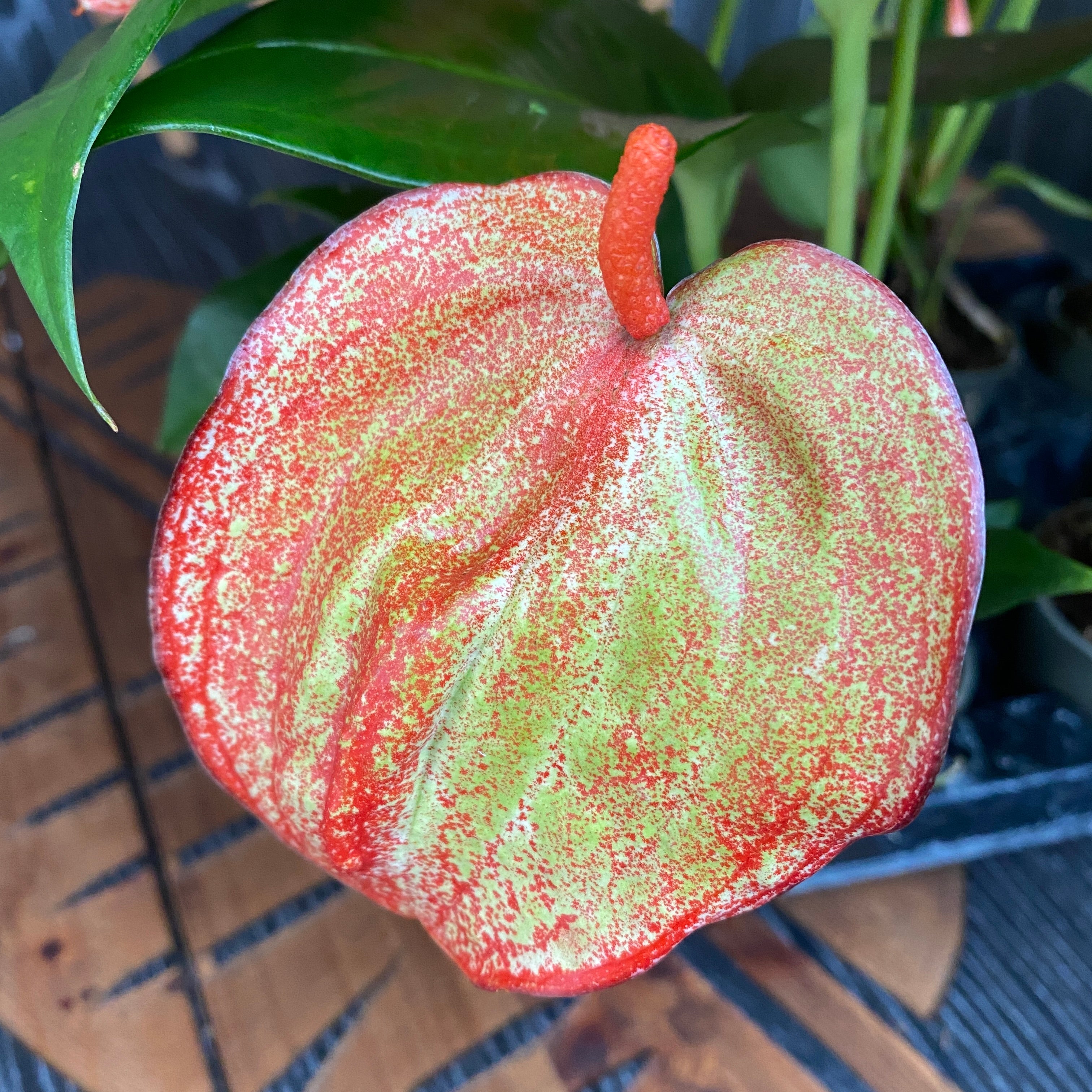 anthurium graffiti Anthurium Scherzerianum Graffiti – Secret Garden Plant Shop