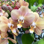 Phalaenopsis Monaco