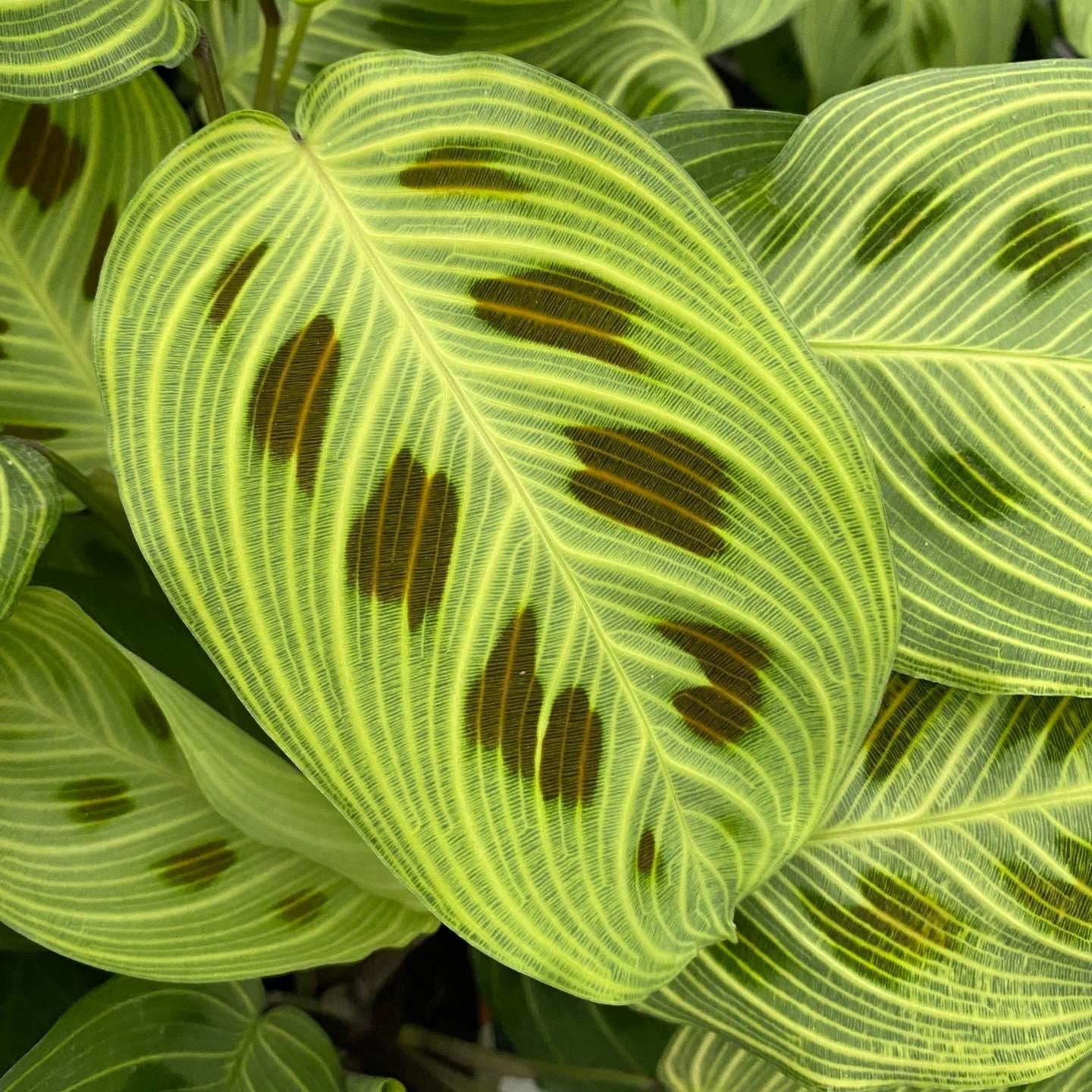 Maranta Leuconeura ‘Fantasy’ 2 plante/ghiveci