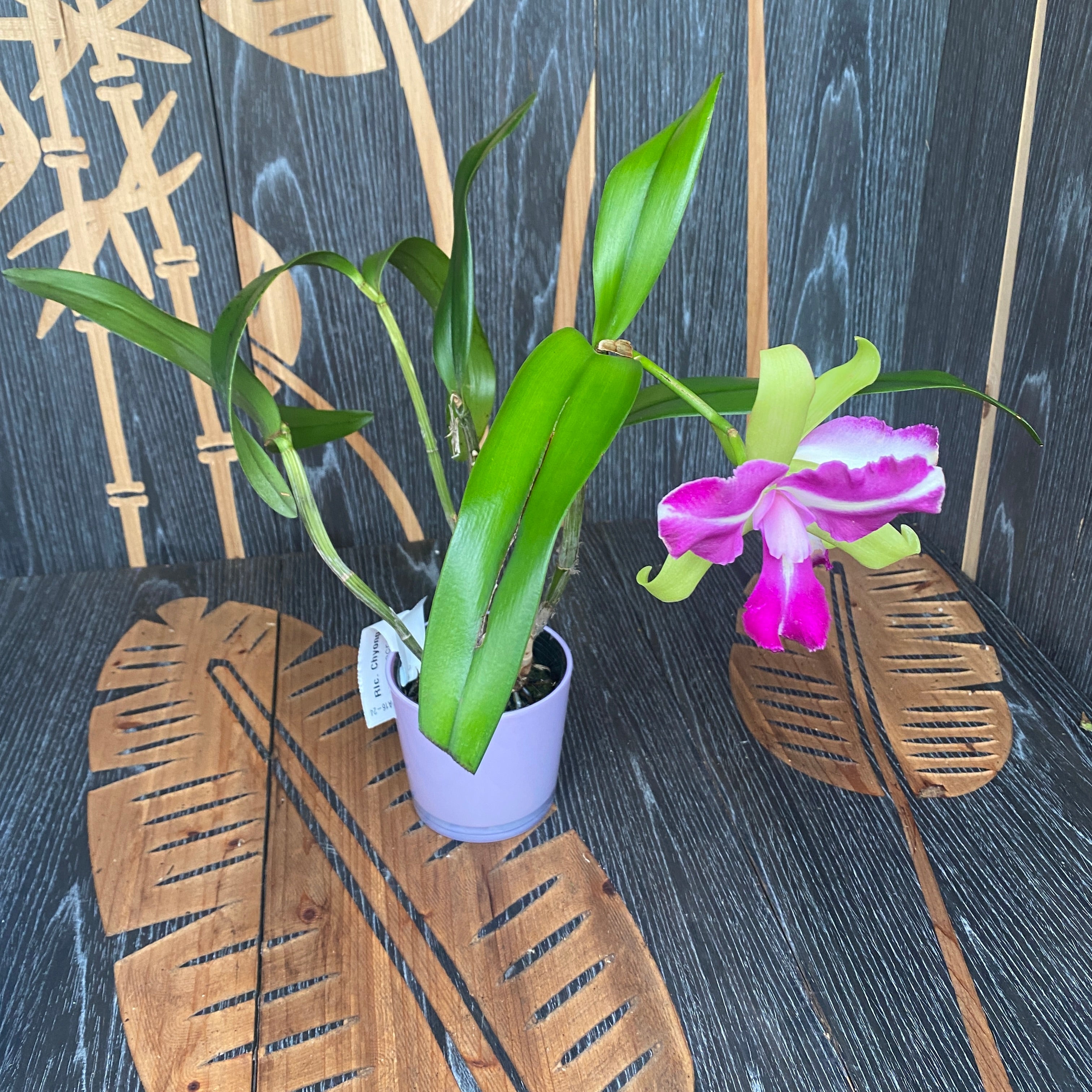 Rlc. Chyong Guu Benz (Rlc. Green Goddess x C. Batalinii)