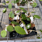 Hoya pachyclada x parasitica (EPC 141)