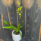 Oncidium Pupukea Alba  - parfum de vanilie