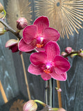 Phalaenopsis Rode Leeuw