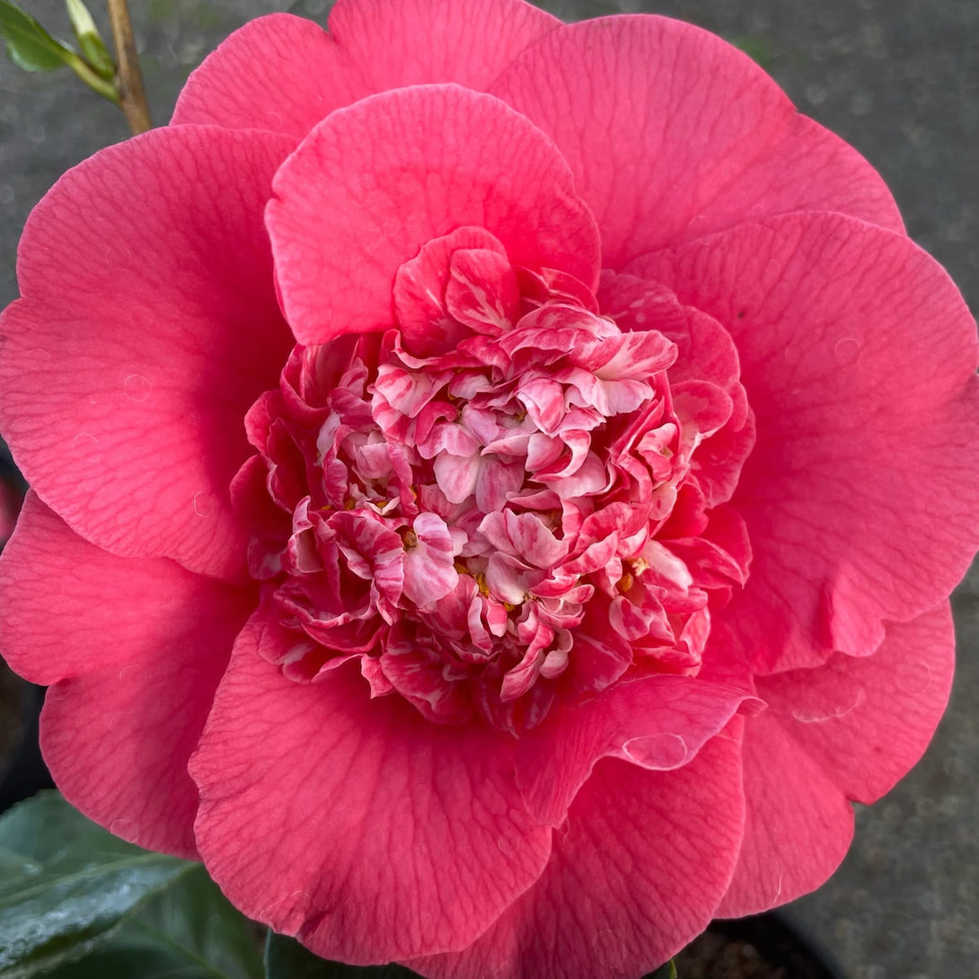 Camellia japonica 'R.L. Wheeler'