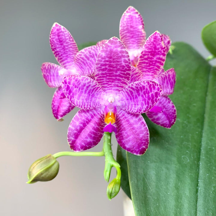 Phalaenopsis Mok Choi Yew '788'