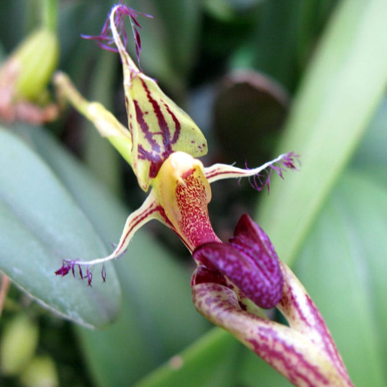 Bulbophyllum putidum (Bulbophyllum appendiculatum)