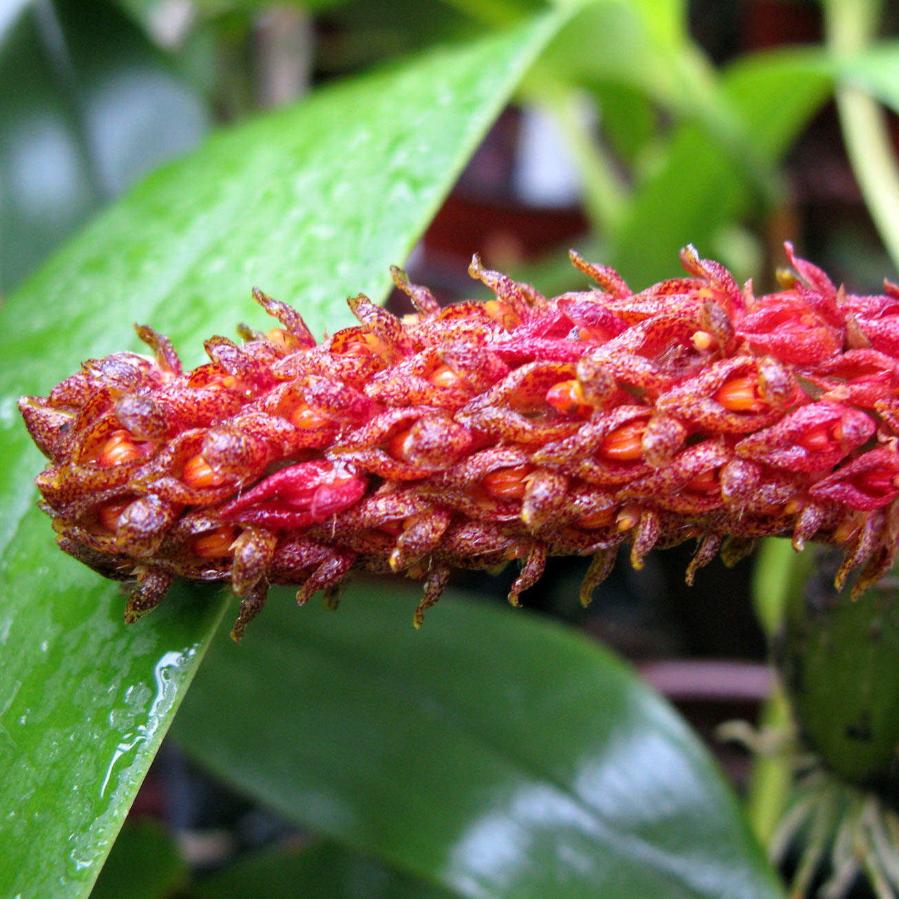 Bulbophyllum crassipes