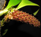 Bulbophyllum crassipes