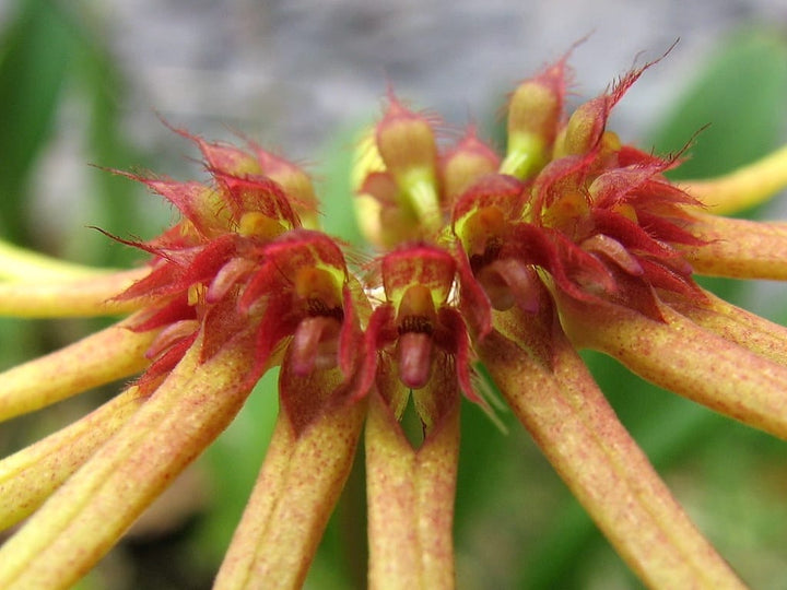 Bulbophyllum makoyanum