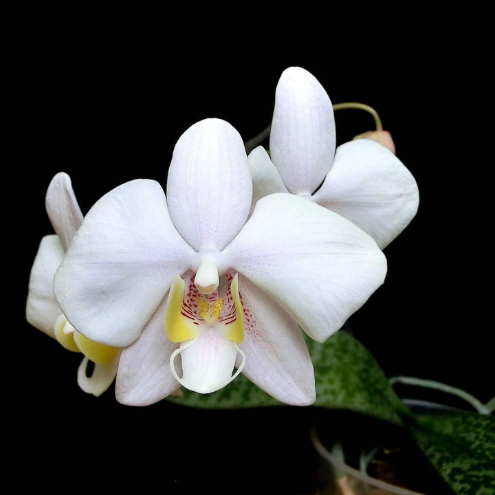 Phalaenopsis philippinensis