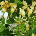 Lonicera japonica 'Hall's Prolific'
