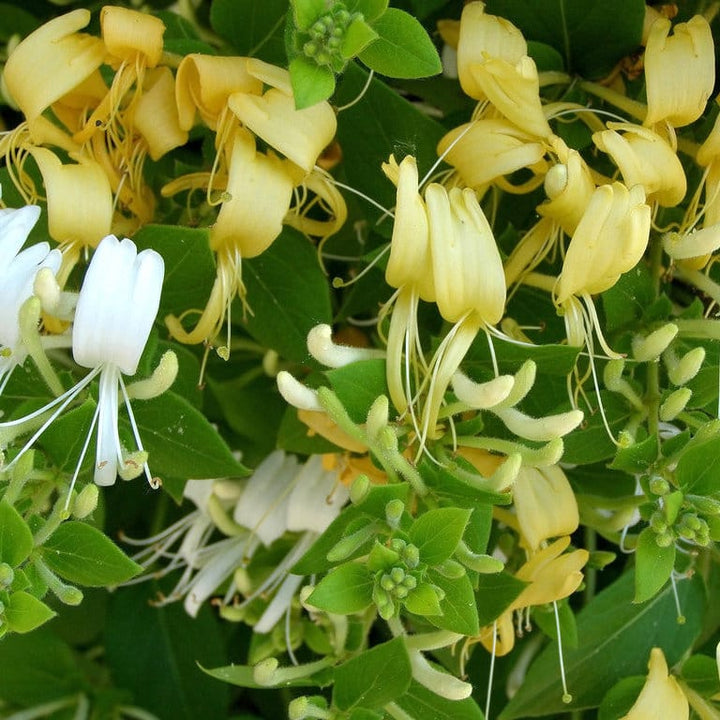 Lonicera japonica 'Hall's Prolific'