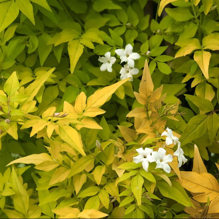 Jasminum officinale 'Fiona Sunrise'