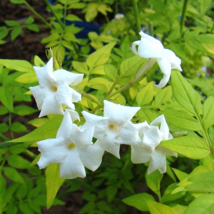 Jasminum officinale 'Fiona Sunrise'