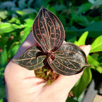Anoectochilus chapaensis 'Golden Jewel' (Jewel Orchid)
