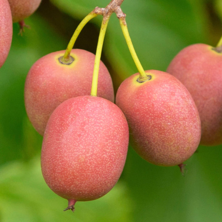 Actinidia arguta 'Ken's Red'