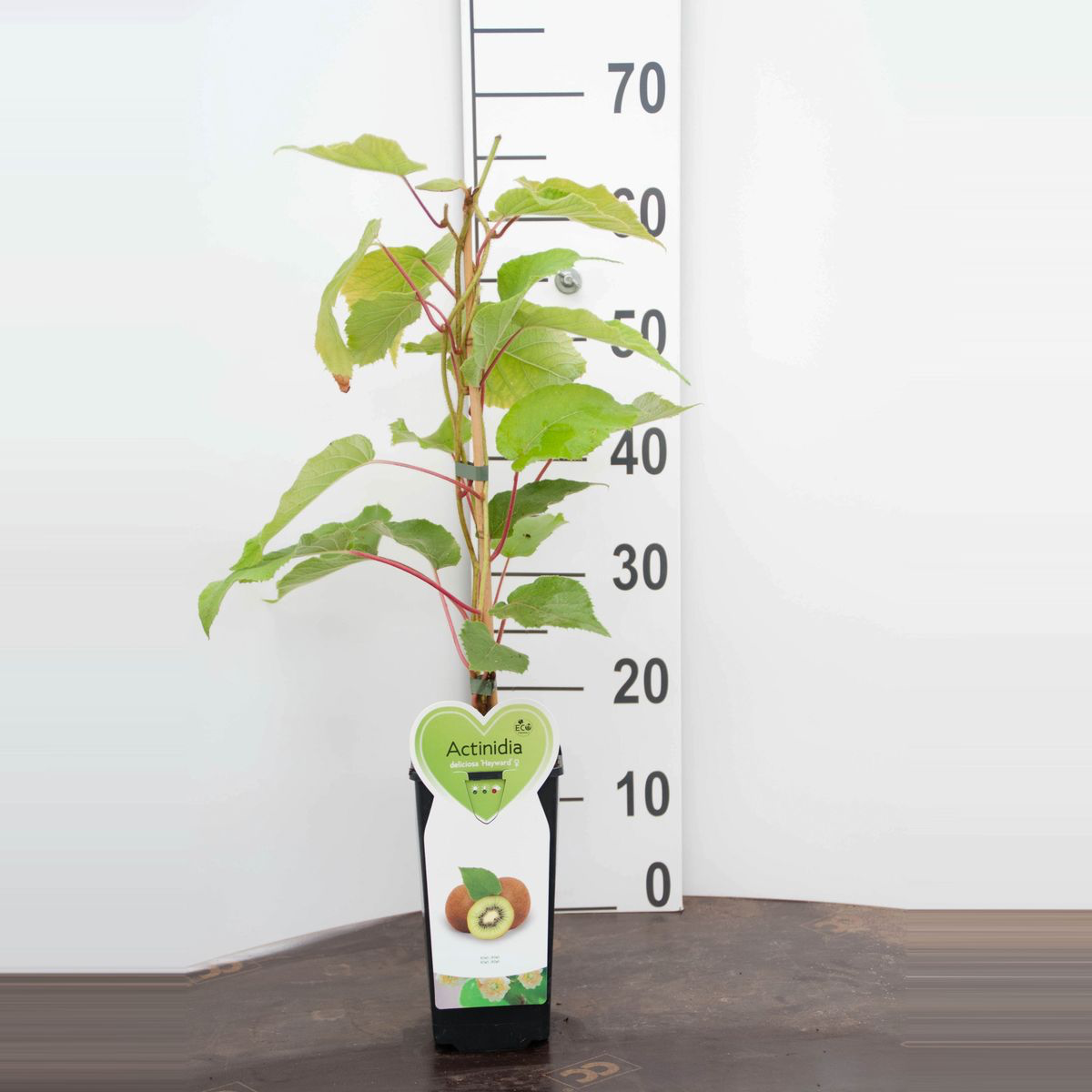 Actinidia deliciosa 'Hayward'