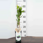 Aronia x prunifolia 'Viking'