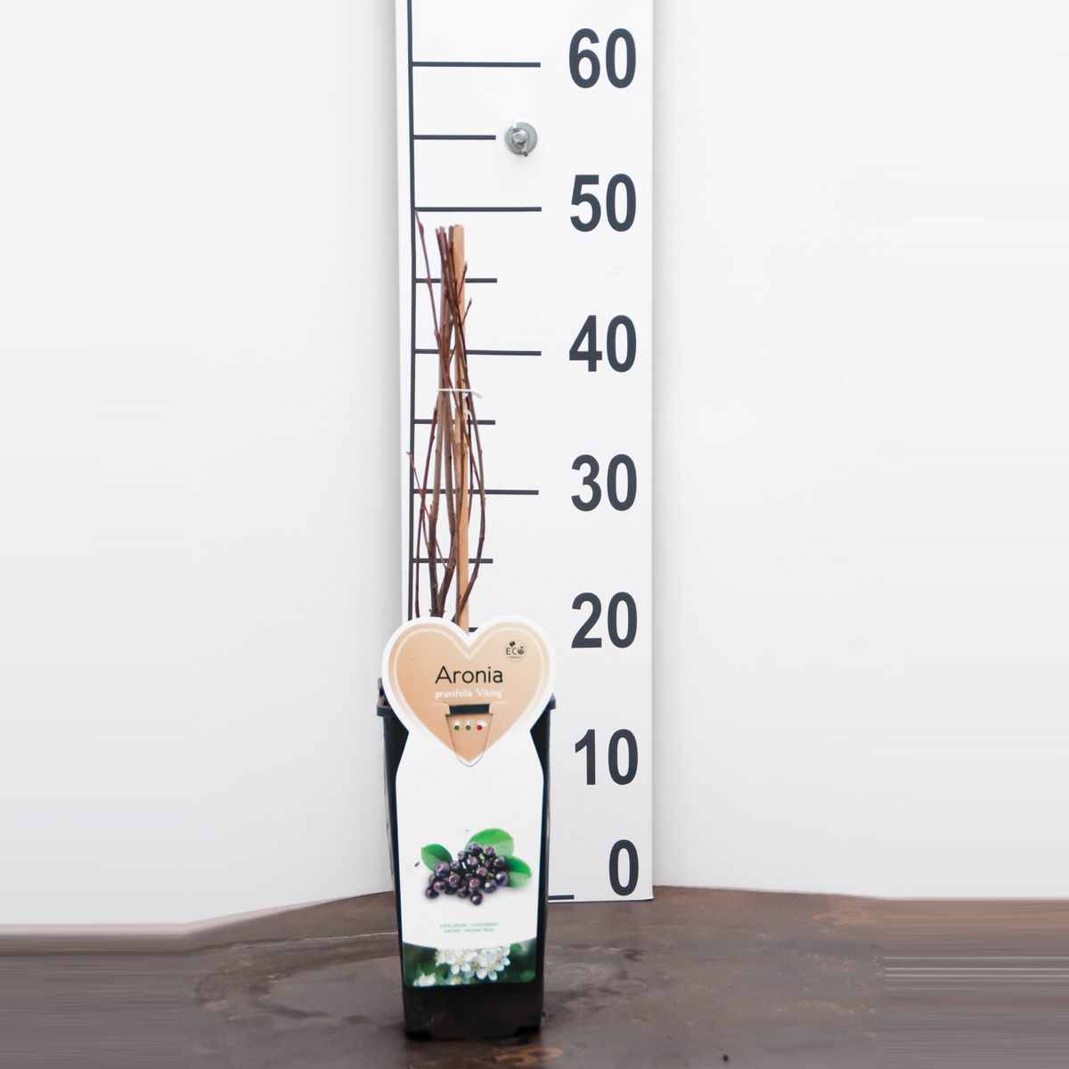 Aronia x prunifolia 'Viking'