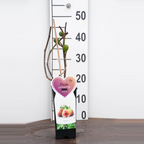 Smochin - Ficus carica 'Brown Turkey'