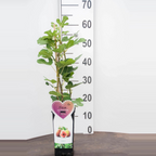 Smochin - Ficus carica 'Brown Turkey'