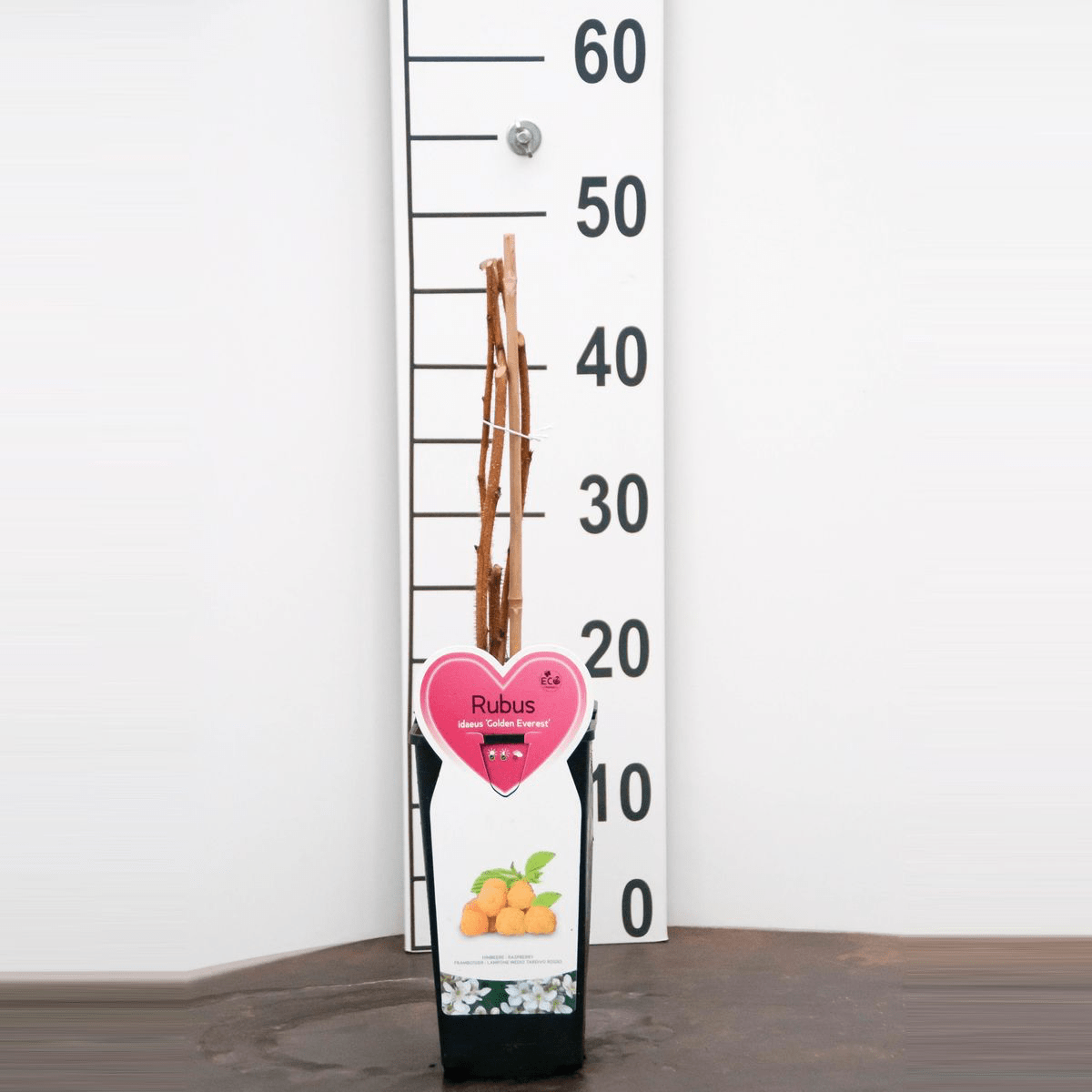 Zmeur - Rubus idaeus 'Golden Everest'