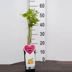 Lampone - Rubus idaeus 'Golden Everest'