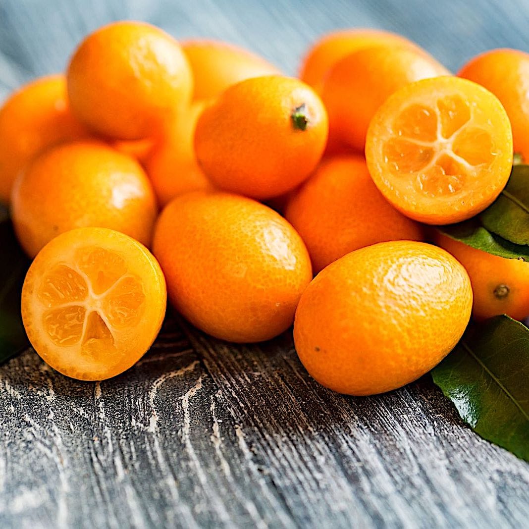 Citrus japonica - Kumquat Oksana Hindsii