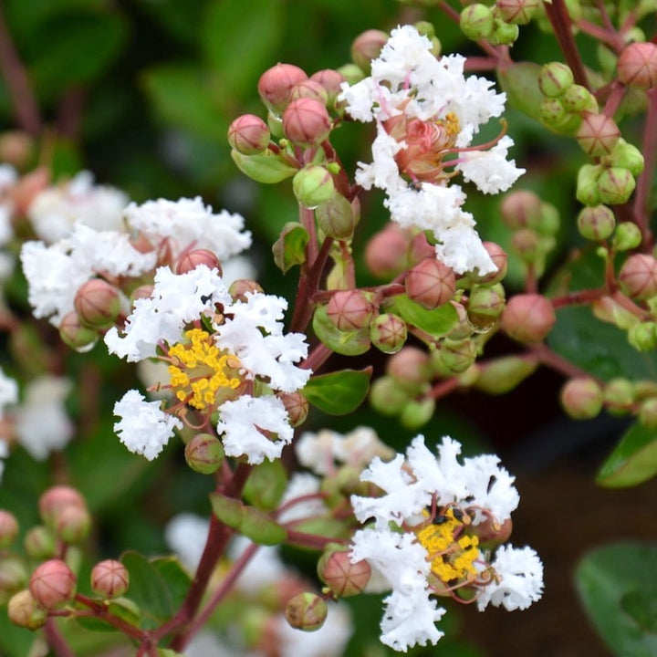 Lagerstroemia indica 'Nivea'