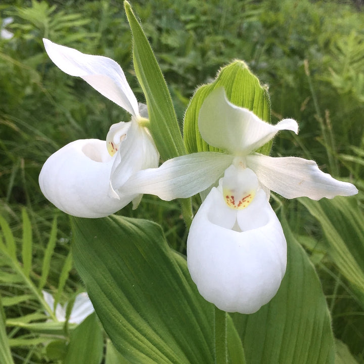 Cypripedium macranthos var. albiflorum