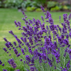 Lavandula angustifolia 'Hidcote'