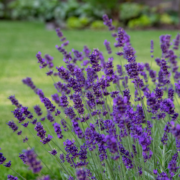 Fragrant potted lavender - Lavandula Angustifolia Hidcote