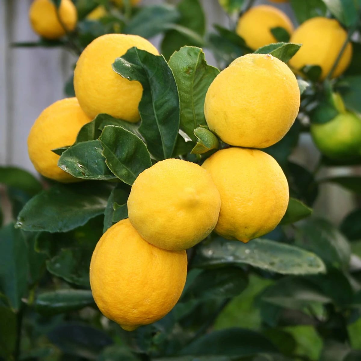 Lamai pe picior - Citrus lemon '4 Seasons' H90 cm – Secret Garden Plant ...