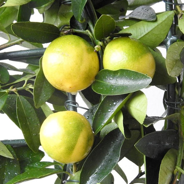 Limequat Lara (lime x kumquat)