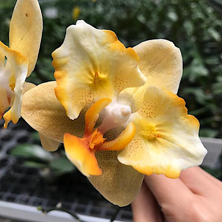 Phalaenopsis Little Emperor '560'