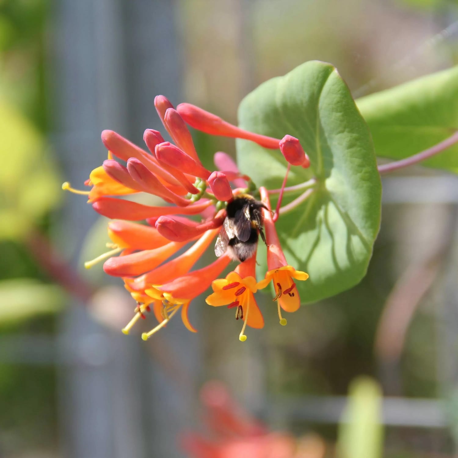 Lonicera brownii 'Dropmore Scarlet' - Mana Maicii Domnului, Caprifoi