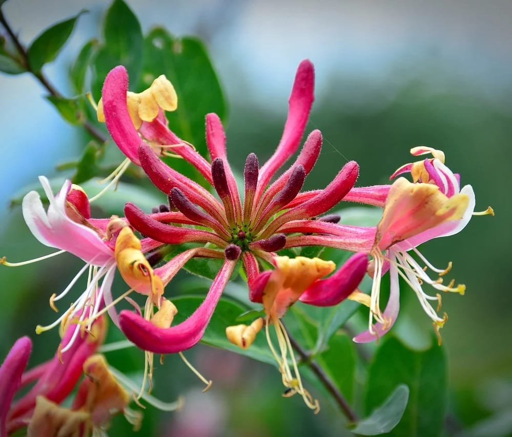 Lonicera henryi - flori si fructe comestibile, foliaj permanent verde