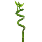 Lucky Bamboo – bambusul norocos la fir, simbol al echilibrului si prosperitatii