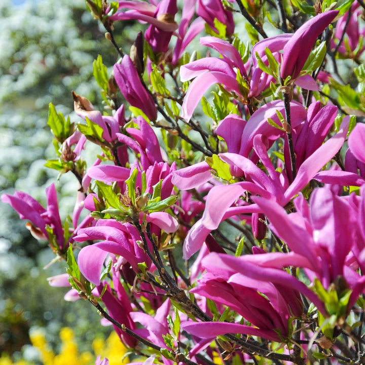 Magnolia liliflora 'Betty'