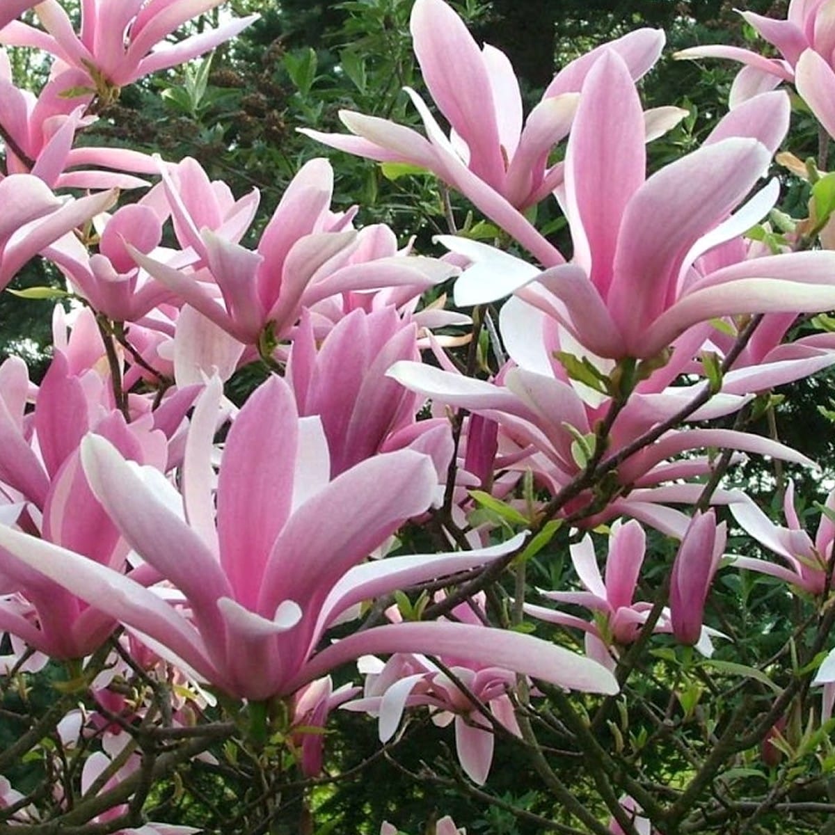 Magnolia 'George Henry Kern' H70 cm - flori parfumate