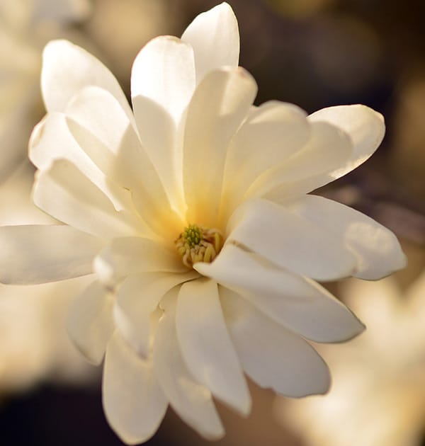 Magnolia soulangeana x stellata